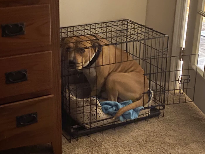 Someone Was Jealous Of His Much Smaller Brother’s Bed. Yes, He Has His Own Perfectly Good Bed