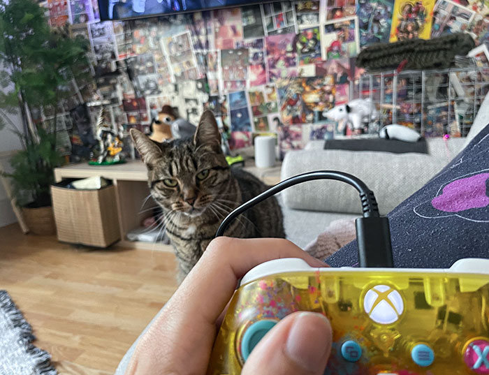 My Cat Gets Jealous Of The Xbox Controller