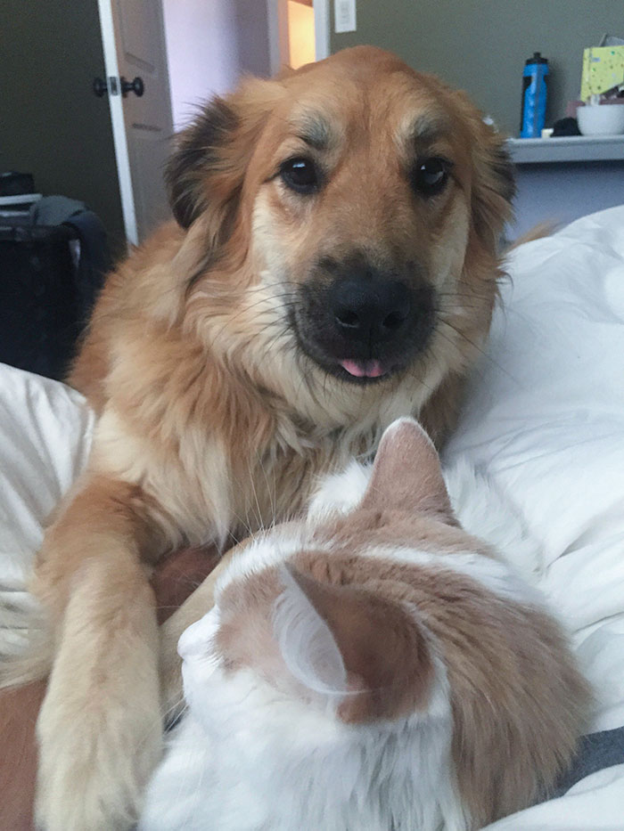 My Dog Gets Very Jealous Whenever I Give My Cat Any Attention