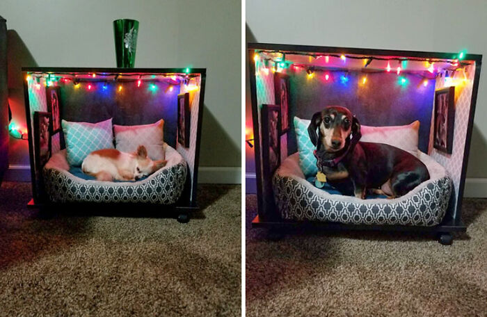 Girlfriend Made My Pupper Pumpkin (On The Left) A Little Room With A Bed Beside Our Couch. His Sister Holly (On The Right) Was Jealous Of The Attention He Was Getting