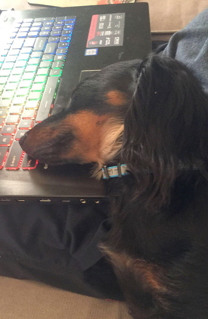 My Puppy Always Gets Jealous When My Laptop Is On My Lap And Not Him. Then He Found Out It Was Warm And They Became Friends