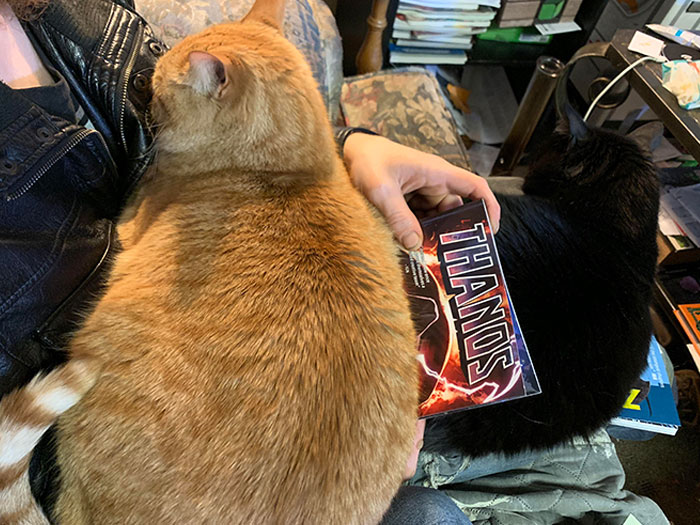 My Husband Tried To Read His Comic Until Our Black Cat Krue Got Jealous Then Our Orange Cat Tigg Got Jealous Of Krue. That’s How You Get A Cat Comic Book Sandwich