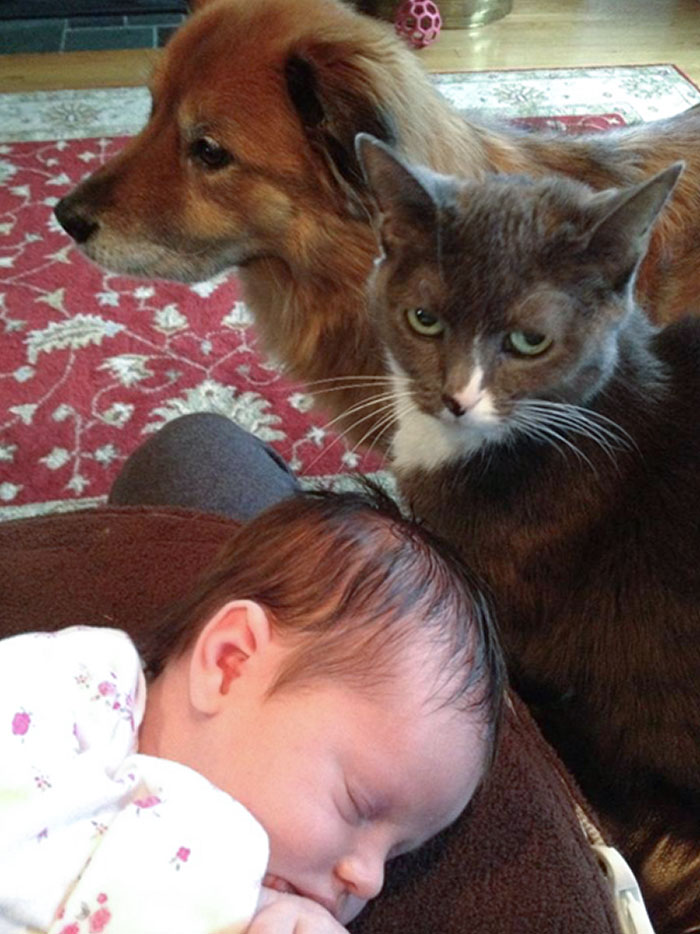 Was Babysitting My Niece This Weekend. Dog Didn't Care. Cat Was Jealous