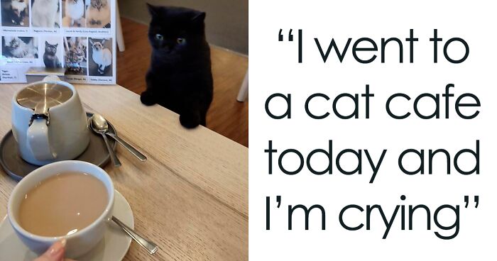 50 Of The Best Cat Posts That Are Impossible Not To Scroll Through