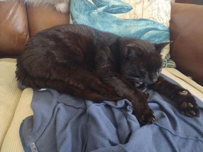 Nmc Stayed All Last Night Which Is Unusual For Him, He Usually Wants Out After Eating