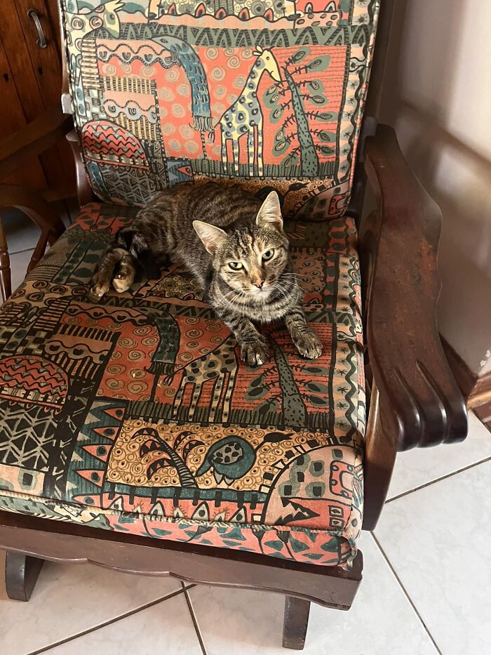 Friendly (Or Tsala In Setswana) Got Her Name Because, Of All The Feral Cats We Were Feeding, She Was The Only One Who’d Come To Us For Love And Attention