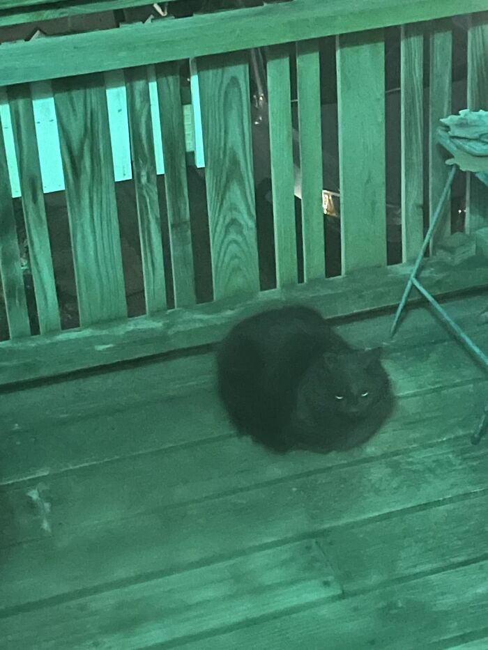 Went To Let My Cat Inside… That’s Not My Cat