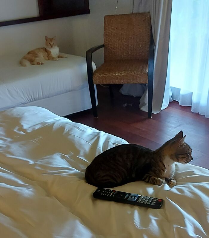 My Hotel Room Not My Cats Lmao Turned Up 10 Mins After I Arrived. Miaowed To Come In. Demanded Food