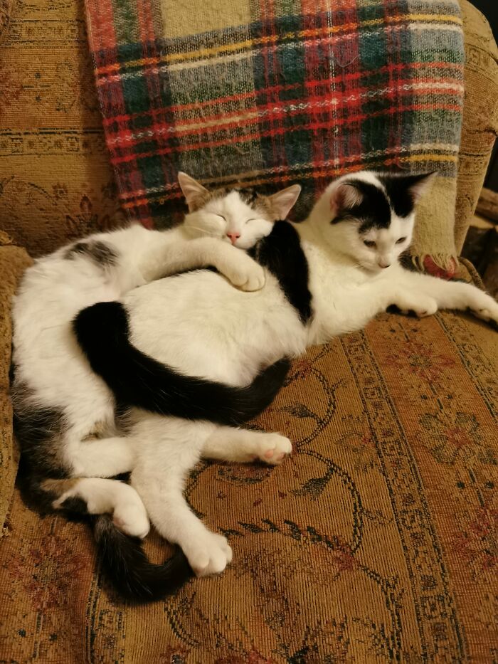 My House, Now My Cats. Found These Two In The Middle Of The Road A Few Weeks Ago