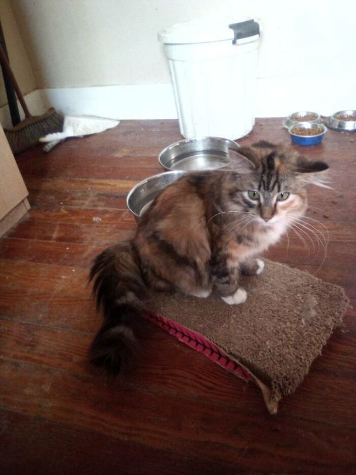 This Nmc That I've Been Feeding Since My Dog Brought It Home. I Live 27 Acres Beside My Neighbour And 42 Miles To Town So I Guess I Have A Cat