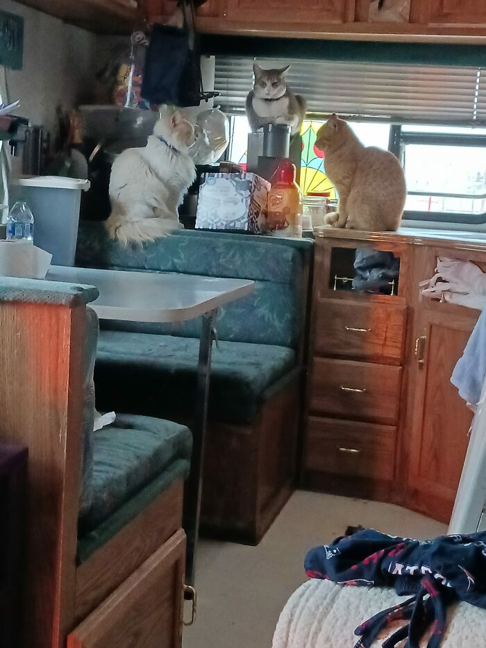 Popeye Figured He Lives Here, And You Know, What's One More Cat? Still Unable To Touch Him, Not From Lack Of Trying, But He's Just Not Having It