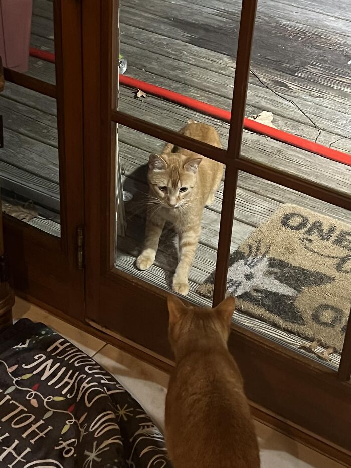 It’s Not A Mirror!! The Cheeto Inside Is Mine. I’ve Never Seen The Outside One Before