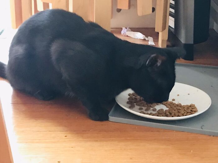 My Cat Food, Not My Cat