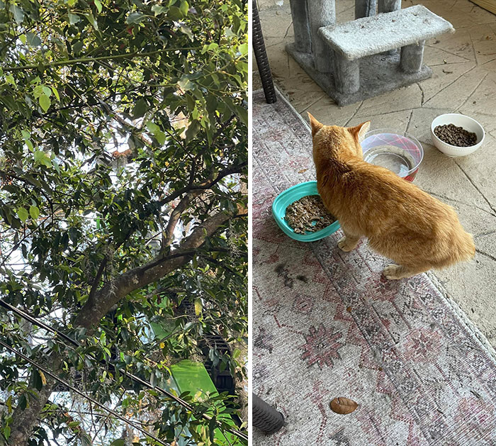 My First My House, Not My Cat!