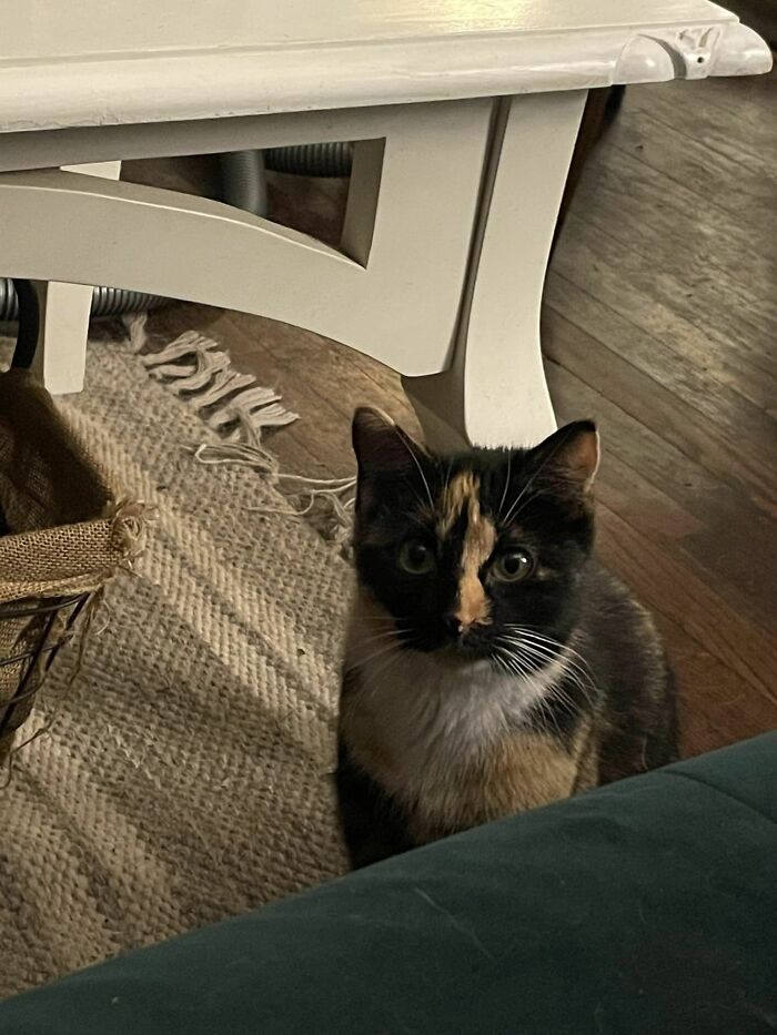 This Kitty Showed Up In My House In Pursuit Of A Rat