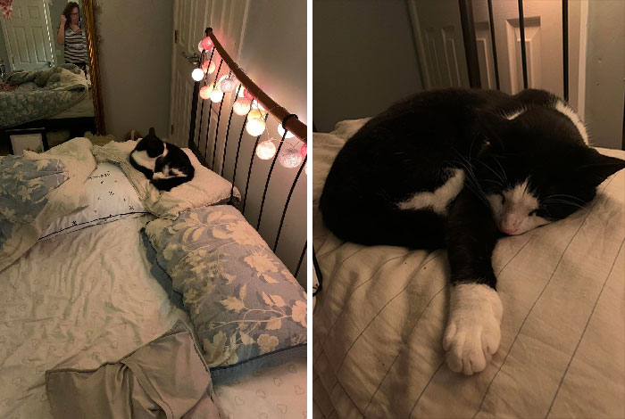 I Have A Blanket At The End Of The Bed For Not My Cat. Apparently He Wanted To Sleep On My Pillow Last Night