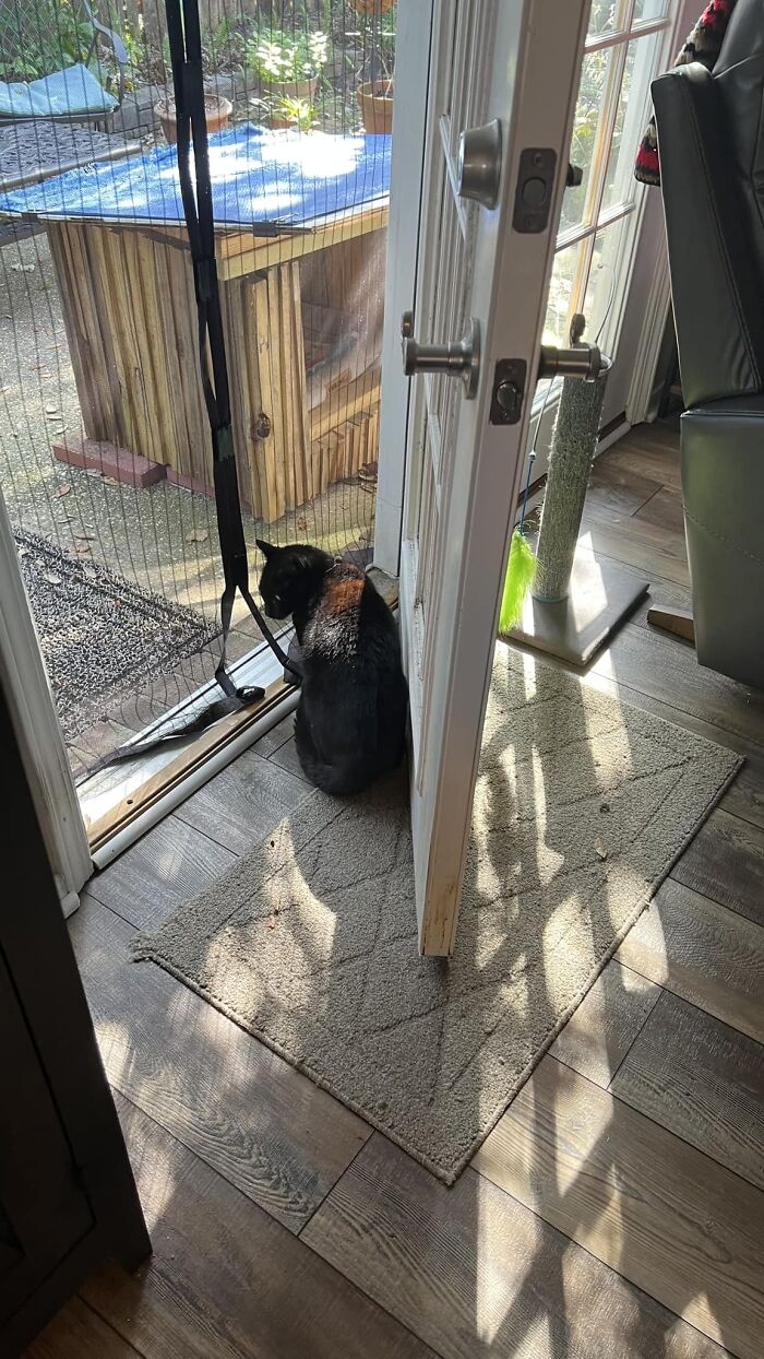 I Work From Home And Normally Leave The Back Door Open So My Cats And Go On The Back Porch As They Please