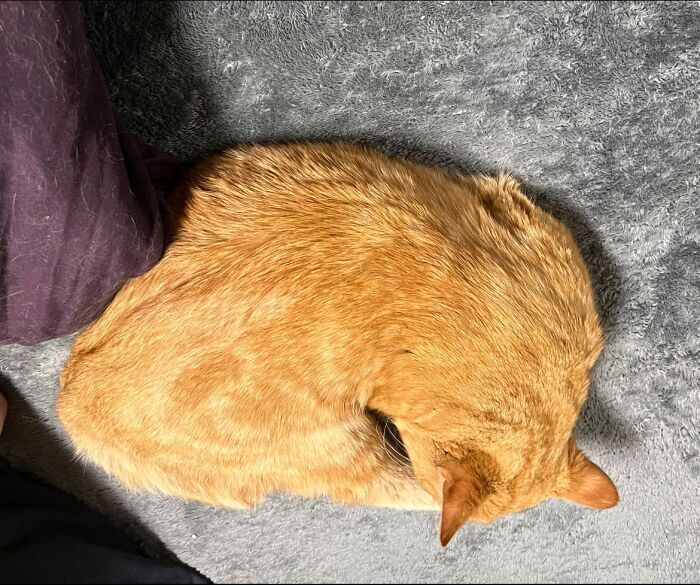 MHNMC Came Home To Find This Little Guy In My Backyard