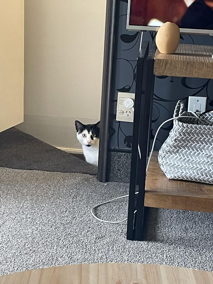 I Love When Intruders Come Into My House And Just Stare Me Down Like I’m The One Whose Broken In