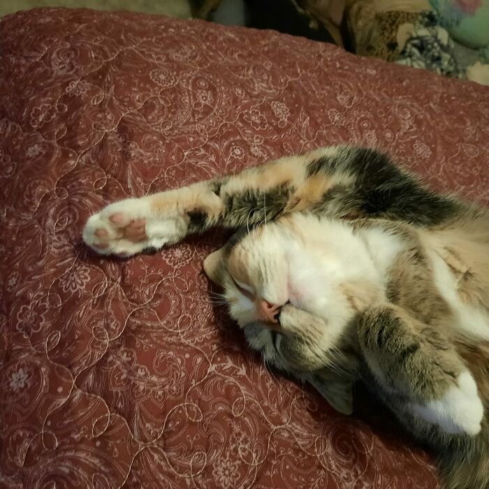 "Taps" Is Back, For A Nap This Time. Just Make Yourself Comfortable I Guess