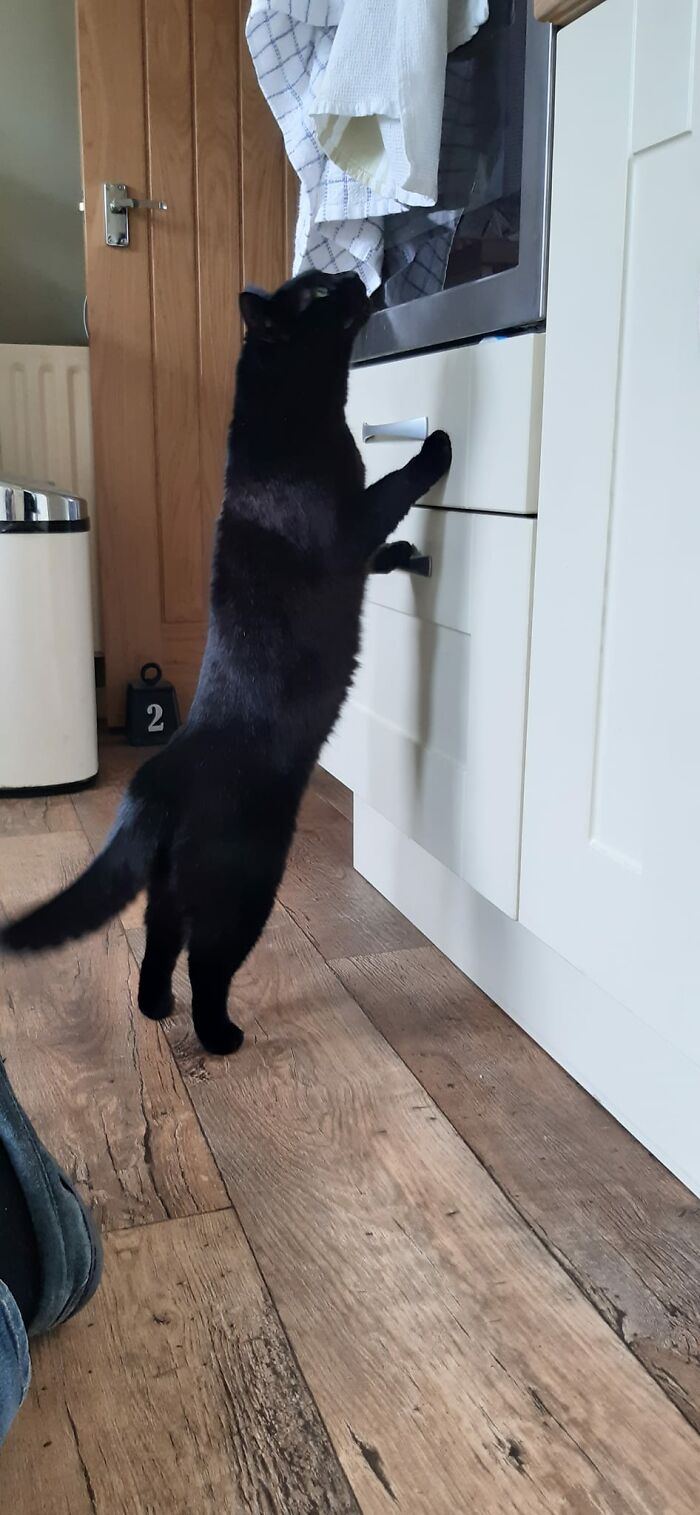 It Must Be Getting Warmer This Is The Second Visit From Ella Today. I Think She Thinking, Dreamies, Dreamies, I Smell Dreamies