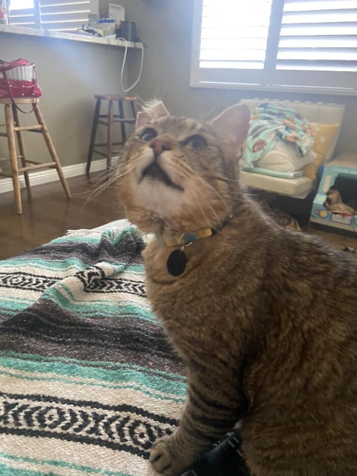 Mh, Now My Cat Bruce Got A Necklace Today So That Everyone In The Neighborhood Knows He’s A Special Boy With A Home