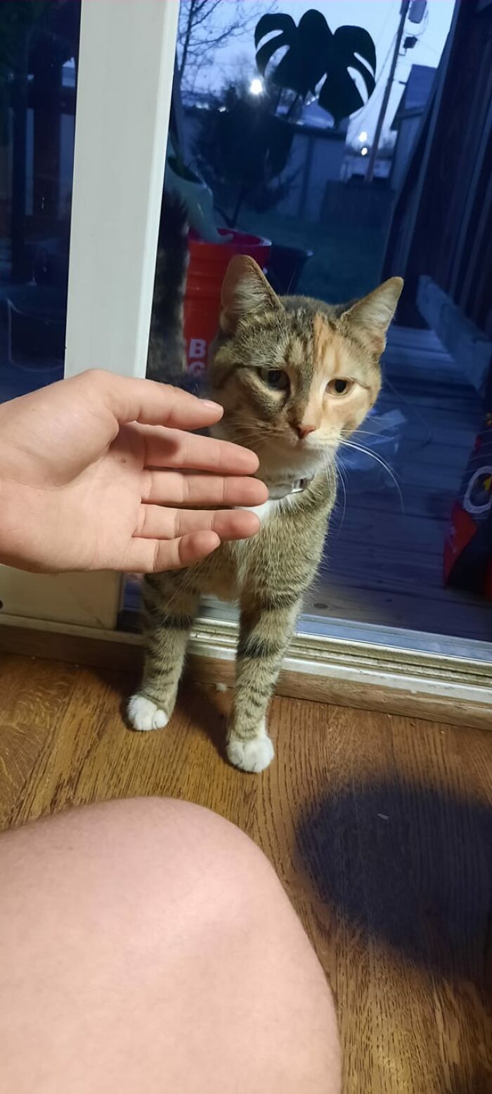 This Stranger Makes Herself Welcome Every Night, Only To Snack On What We Have And Then Outta Here