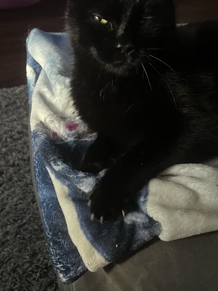 I Have Been Swooning This Sweet Void For Over A Year, And She Finally Came In