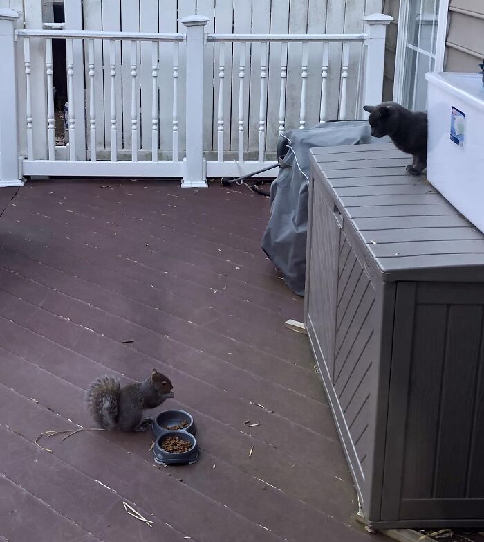 My House, Not My Cat