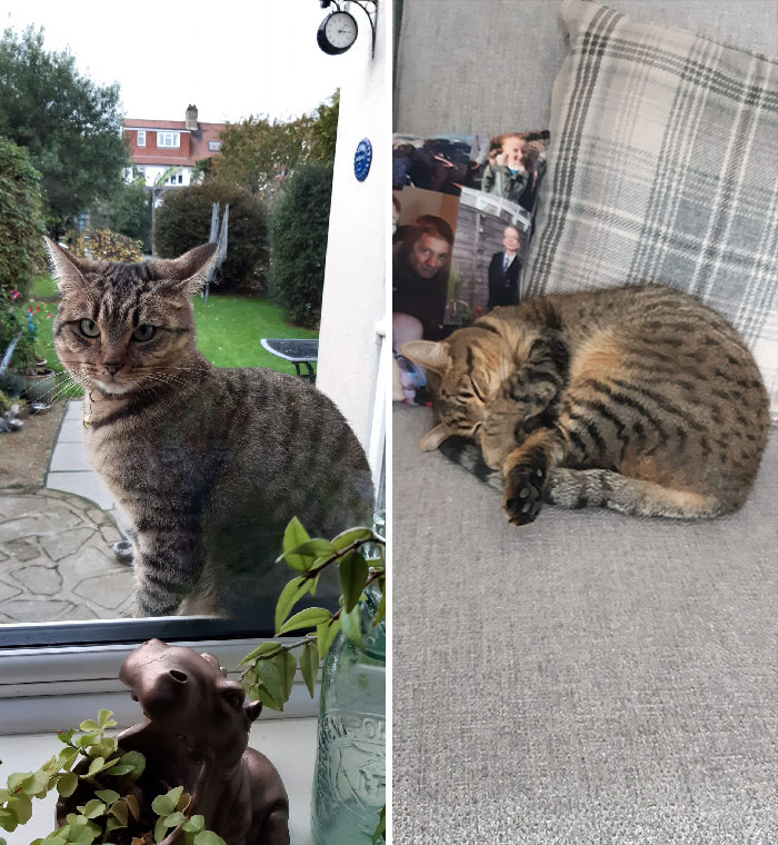 This Is Beau , Beau Lives Up The Road, Beau Seems To Forget This And Often Sneaks In And Makes Himself At Home In Our House