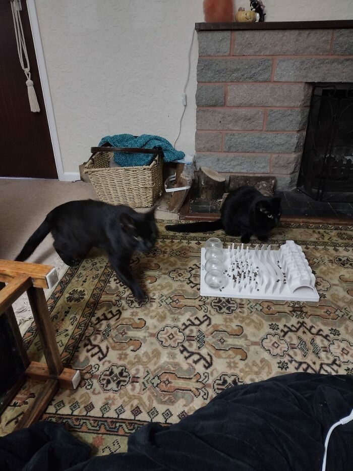 Finally Got A Picture Of My Cat Kitty Rainbow (Sitting) And Not My Cat Together