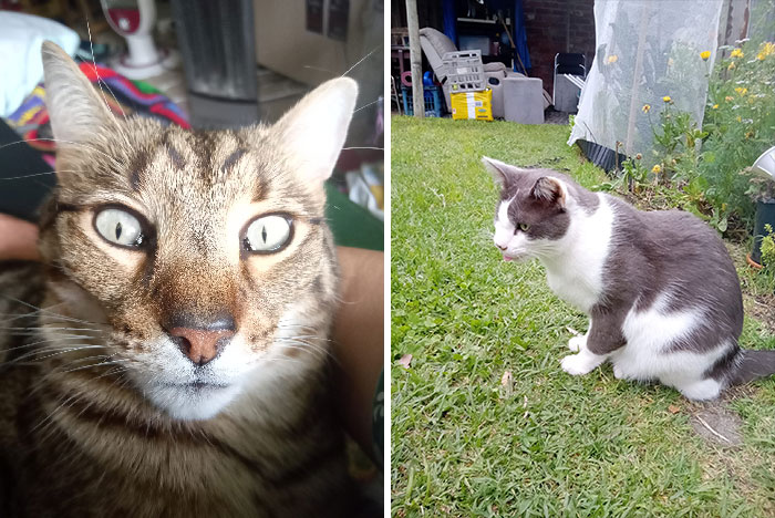 Here Are Some Photos Of Chilli (The Tuxedo) And Scruffa (The Tabby). They Are Not My Cats. But They Come Over To My House Every Day