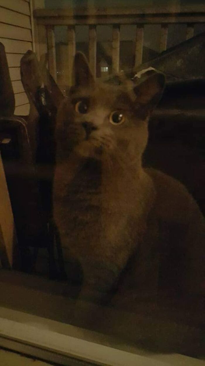 This Was A Few Years Ago But This Fella Kept Climbing Up To My 4th Floor Balcony From The 2nd Floor