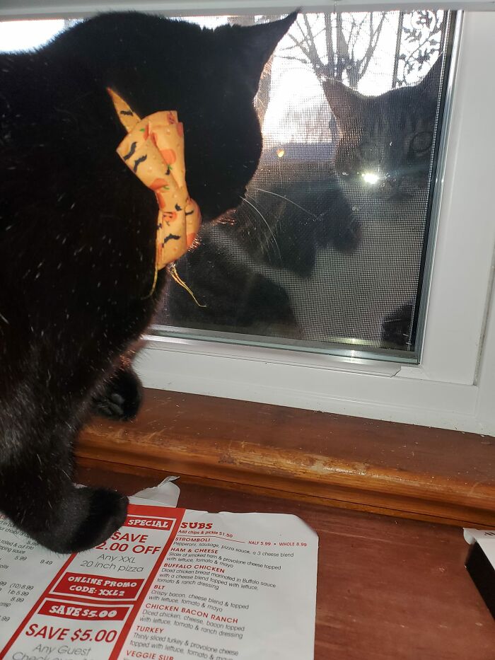 Our Void Doesn't Know How She Feels About Nmc Visits. Sometimes She Growls, Sometimes She Just Sits There And Watches Her