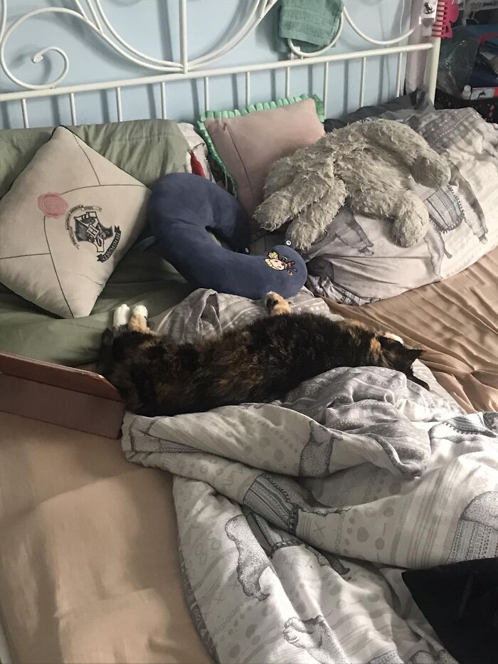 This Is Tiggs. She Belongs To My Neighbour And Likes To Break Into My House