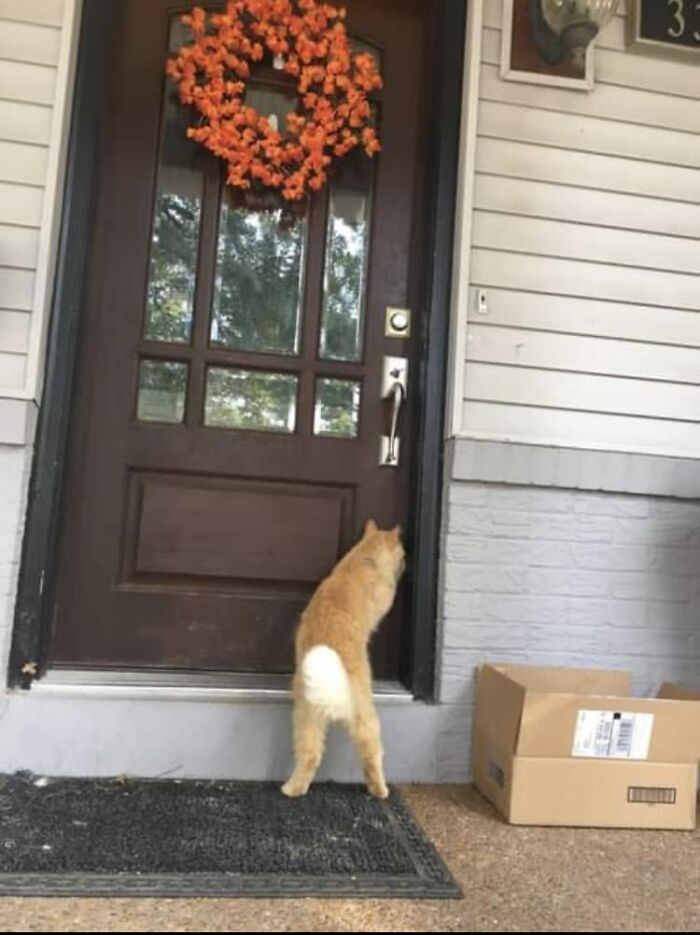 Our Neighbors Cat, Fergie!