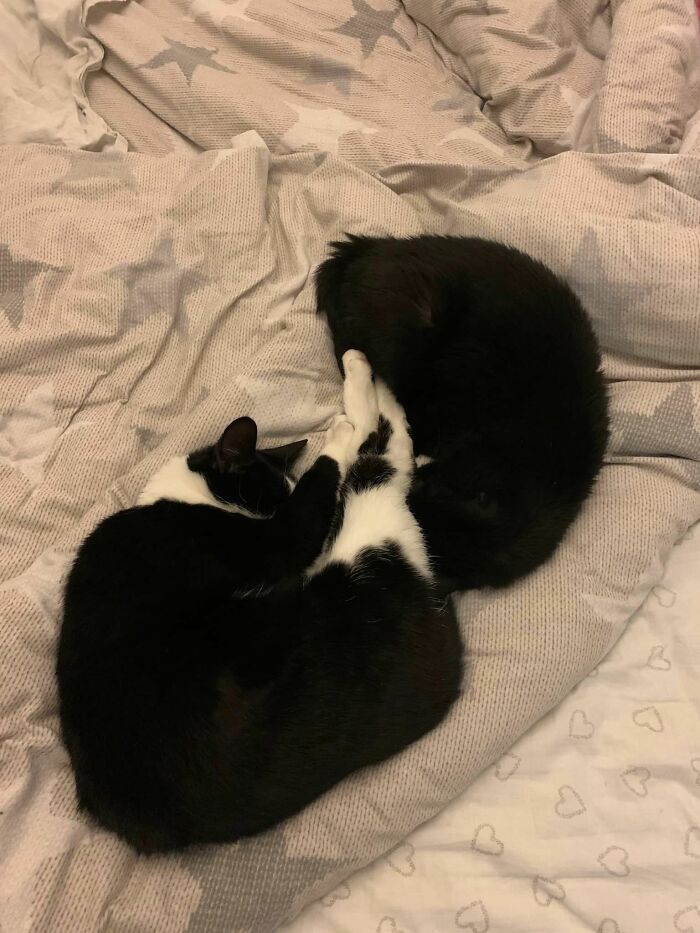 Not My Cat Decided To Snuggle With My Cat For The First Time Ever. He’s Been Visiting Since 2019