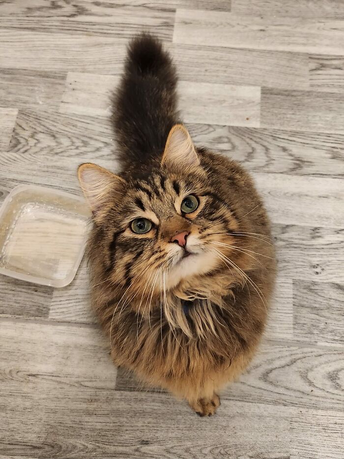 This Is Bear. Bear Is Not My Cat