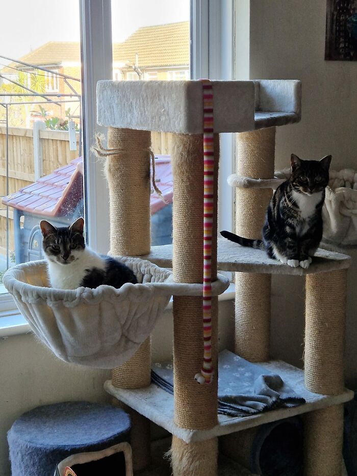 When You Go To The Kitchen To Get Your Cat Some Treats And The Cat From Up The Road Reminds You He's In And Wants Some Too