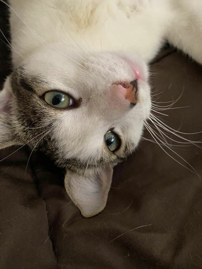 November The 24th Last Year, A Little Kitten Wandered Into My House