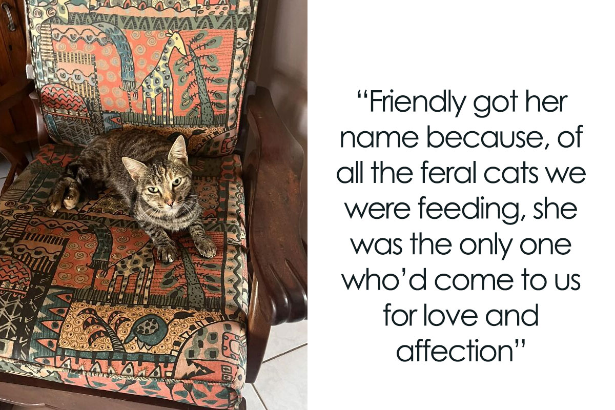 105 Cat Quotes Every Feline Fan Will Like