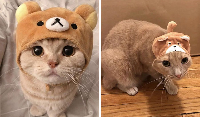 BFF Got This Bear Hat For My Cat To Recreate An Adorable Instagram Post She Saw