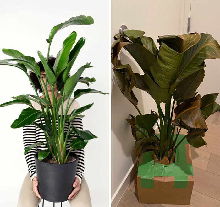 Plant I Ordered vs. Plant I Received. In Some Way, I Feel Like I Deserve This For Choosing To Order A Plant Online