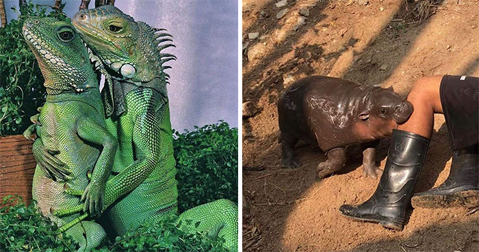 100 Times People Spotted Animals Doing Their Usual Stuff And Just Had To Take Pics (New Pics)