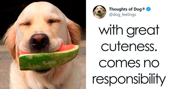 40 Of The Most Hilarious And Wholesome Dog Thoughts, As Shared By This Twitter Account (New Pics)