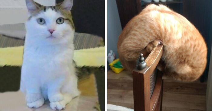 45 Times Cats Confused Their Humans So Much, They Got Posted On The “What’s Wrong With Your Cat” Online Group (New Pics)
