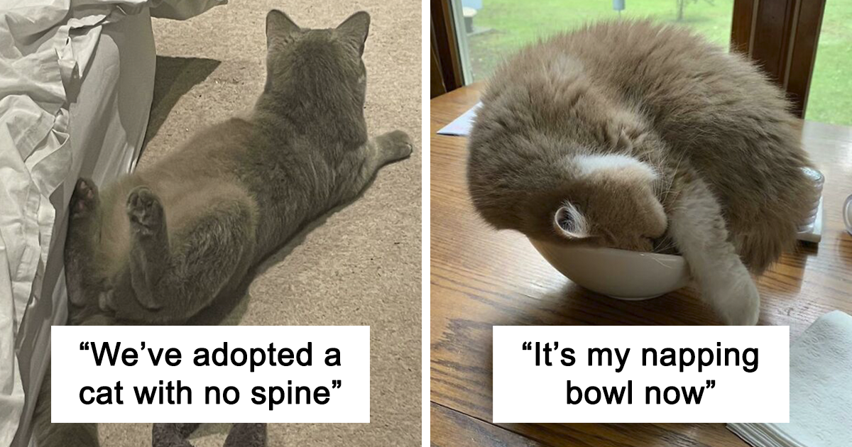 We Now Know What Really Went Wrong With Cats