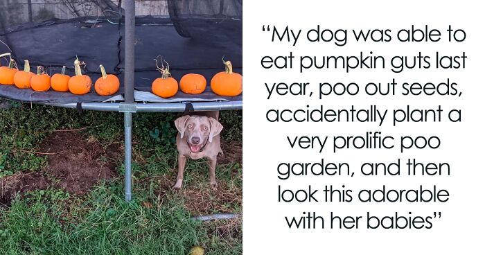 This Online Group Is All About Gardening, Here Are 50 Of The Most Interesting Posts (New Pics)