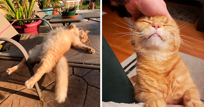 95 Photos Of Ginger Cats To Leave You Feline Good