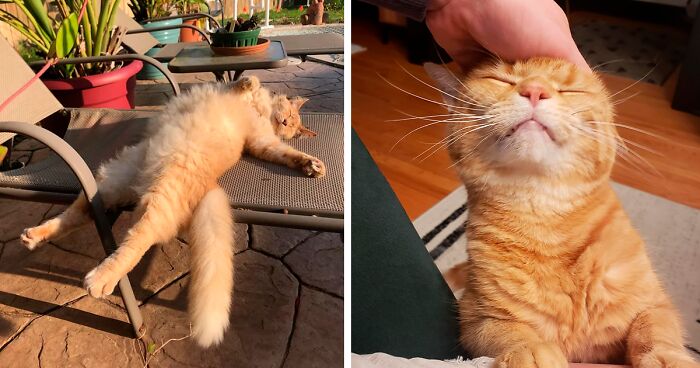 95 Photos Of Ginger Cats To Leave You Feline Good